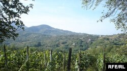 ვენახები იმერეთში