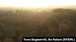 მზის ჩასვლისას მტკვრის ჭალის ტყე გამორჩეულად ლამაზია