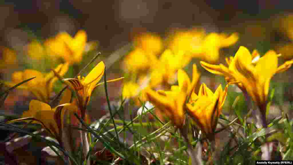 На вершині Аю-Дага є невеликі галявини з жовтим шафраном. Згідно з історичними джерелами, шафран набув поширення під час мінойської цивілізації (Егейська цивілізація бронзового століття острова Крит 2700-1400 рр. до н. е.) з грецького острова Крит. До Європи був завезений під час Хрестових походів у 1096-1270 роки, а потім поширився на заході Середземномор'я. Лікувальні властивості рослини відомі з китайських медичних книг, датованих 2600 р. до н.е.