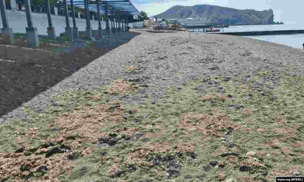 Plâjdan suv ösümligini toplamaq kerek olğanını Sudaqnıñ yerli akimiyeti bilmeydir