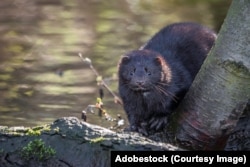 Эўрапейская норка