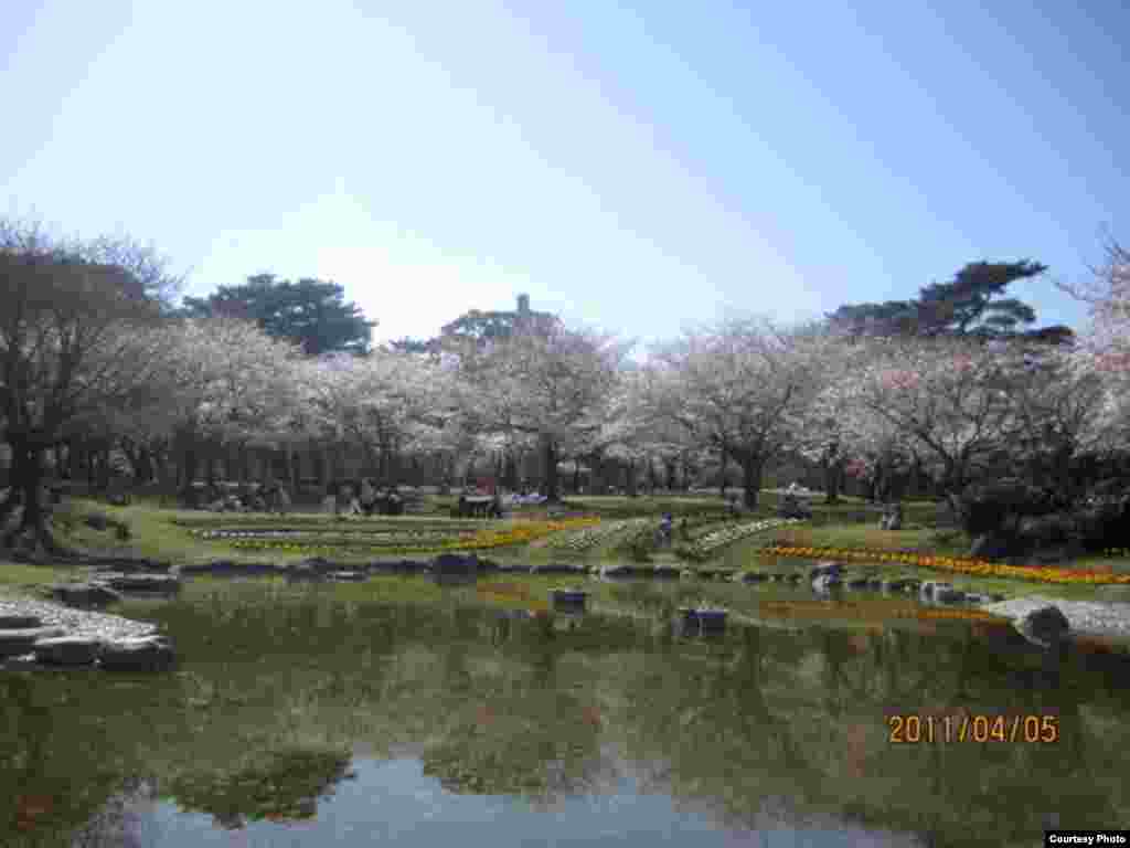 Сакура гүлдөгөндө. 4-сүрөт.  Көлмө. - Күн Чыгышта окуп жаткан кыргыз студенти Алмагүл айымдын сүрөттөрүнөн. Жапония. “Азаттык” үналгысы. 2011-жылдын апрели. (Окурмандын кат куржуну).  4-сүрөт.