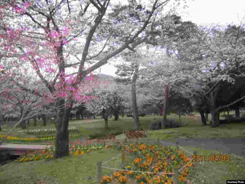 Сакура гүлдөгөндө. 6-сүрөт. Бак аралап баратсак... - Күн Чыгышта окуп жаткан кыргыз студенти Алмагүл айымдын сүрөттөрүнөн. Жапония. “Азаттык” үналгысы. 2011-жылдын апрели. (Окурмандын кат куржуну).  6-сүрөт.