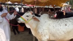 خلک وايي د قربانۍ څاروي ګران شوي دي