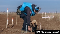 Dmytro Borovyi and Atlas search through the minefield next to Vavilove, Ukraine on a mechanically prepared area.