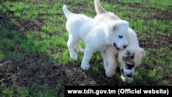 Illýustrasiýa suraty. Alabaý güjükleri.