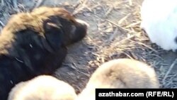 Активисты сообщают о продолжающейся "зачистке" Ашхабада от бездомных животных