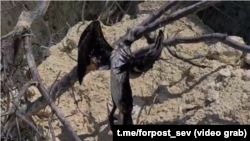 Пляж «Хрустальный». Мертвые птицы. Севастополь, лето 2025 года