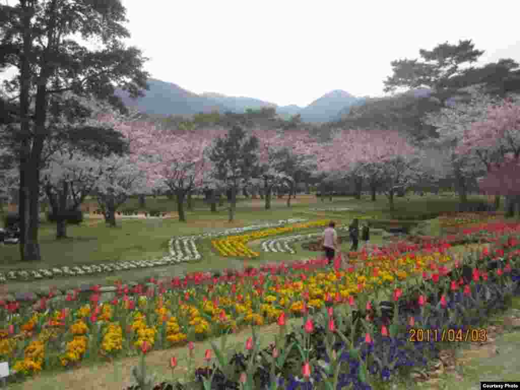 Сакура гүлдөгөндө. 2-сүрөт. Ажайып ай! - Күн Чыгышта окуп жаткан кыргыз студенти Алмагүл айымдын сүрөттөрүнөн. Жапония. “Азаттык” үналгысы. 2011-жылдын апрели. (Окурмандын кат куржуну).   2-сүрөт.