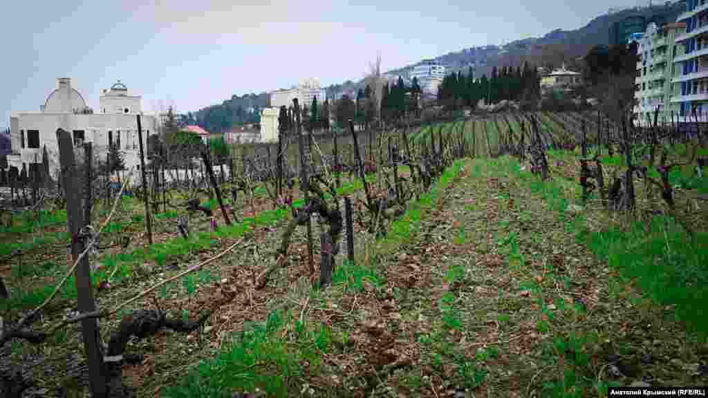 Qurucılıqlar &laquo;Livadiya&raquo;nıñ bağlarını &laquo;qısqaç&raquo;qa aldı