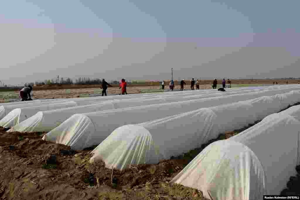 С тех пор, как были открыты границы с Узбекистаном, цена на овощи и фрукты упала, так как стало импортироваться много такого товара.