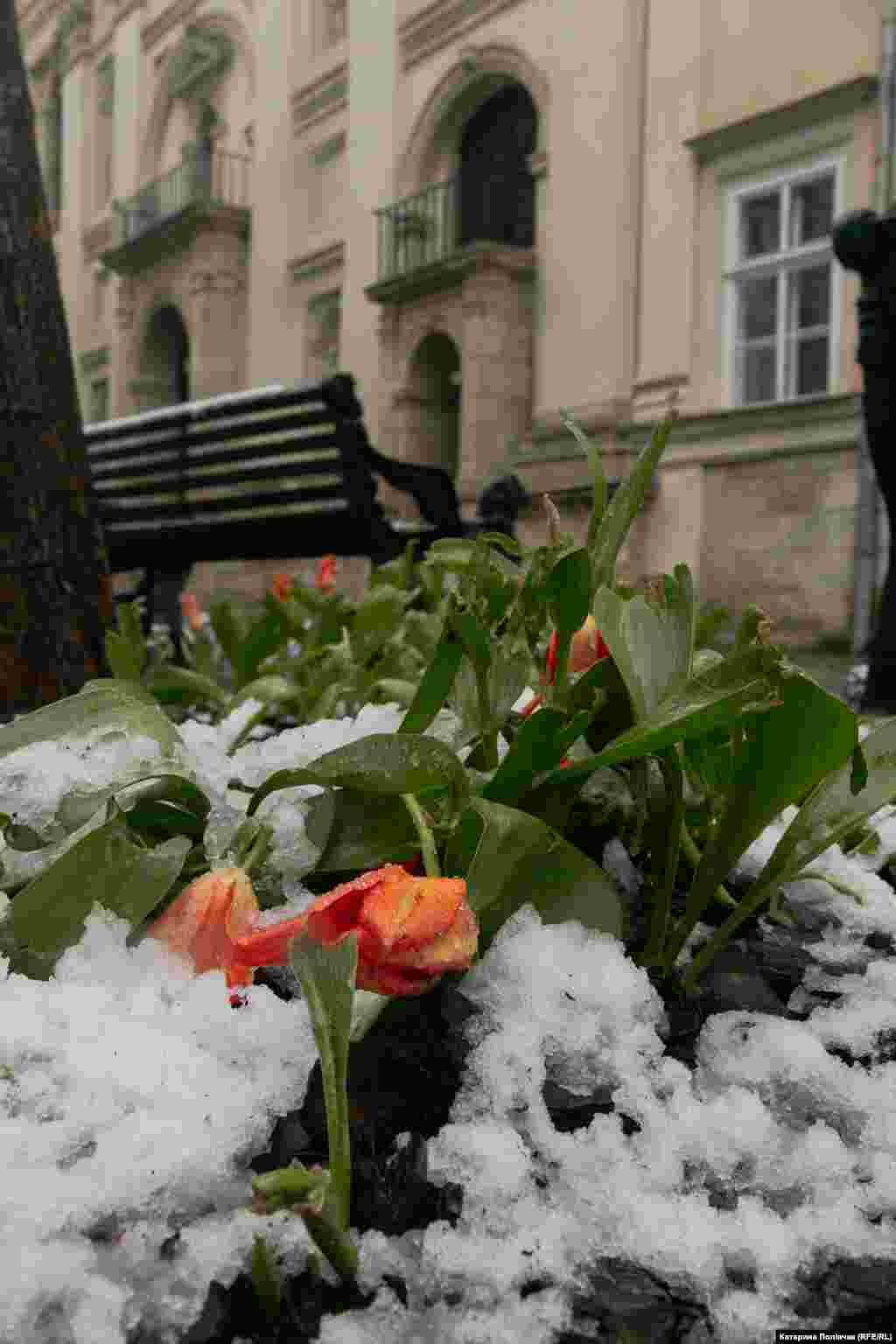 Львівські клумби у квітневому снігу, 11 квітня 2025 року