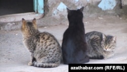 Иллюстративное фото 