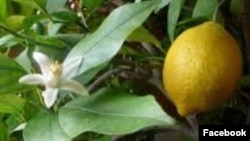 Мындагы оң жакта бадырайып чоң болуп турган сары нерсе - ушул азилде айтылган мөмө. 