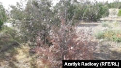 В Ашхабаде высыхают высаженные саженцы деревьев 