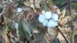 Häkimiýetler pagta planynyň dolandygyny ýa dolmandygyny yglan etmeýärkä, Lebapda ýygym tamamlandy