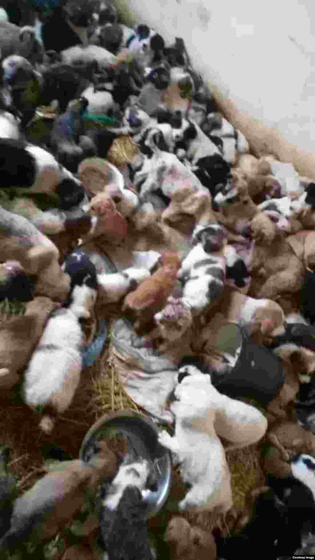 Место сбора, куда службы отлова свозят бездомных животных располагается в ангаре в поселке Чоганлы, под Ашхабадом.​