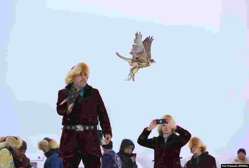 Една от задачите на ловните соколи е да хванат гълъб в полет.