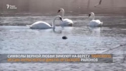 На Иссык-Куле стало больше лебедей