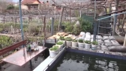 Posljednji kalemljar