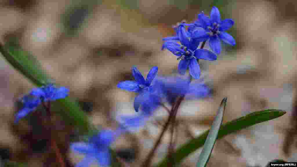 Şaytan Merdiven dağ boğazına yaqın küçük Hepática (peçönoçnitsa) otı rastkele