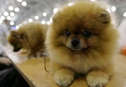 პომერანიული შპიცი